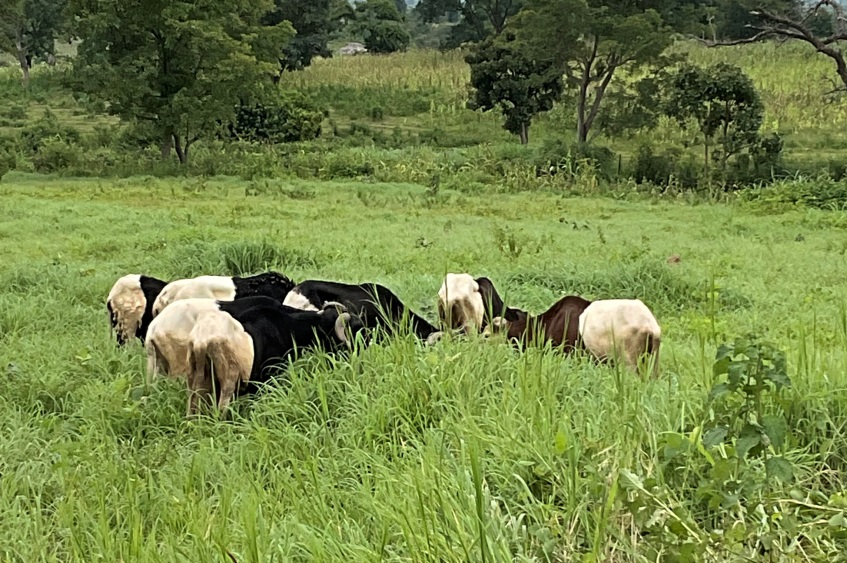 Feeding sheep, cattle and goats. What you need to know.