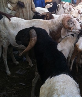 Rams: Area Fada