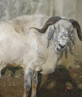 Rams: Show Stopper