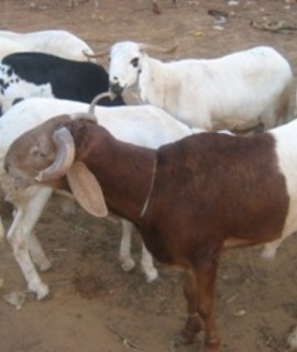 Rams: Regular