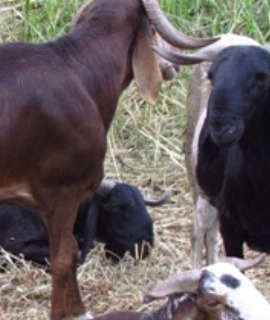 Rams: Super Medium