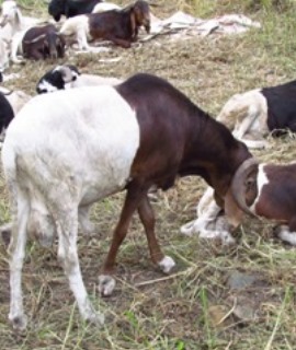 Rams: Super Medium
